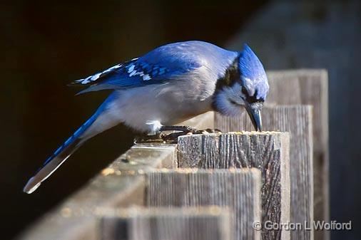 Blue Jay Snacking_52397.jpg - Blue Jay (Cyanocitta cristata) photographed at Ottawa, Ontario - the capital of Canada.